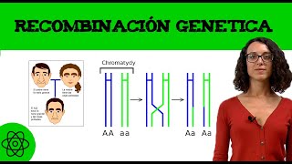 Meiosis 1 🧬 Qué es la recombinación genética [upl. by Popele944]