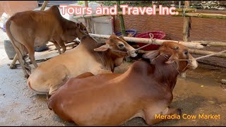 Meradia Cow Market 2024 [upl. by Absalom572]