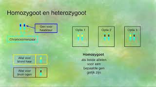 Homozygoot en Heterozygoot [upl. by Romulus858]