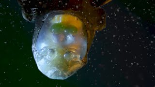 Barreleye Fish with seethrough skull [upl. by Maia]