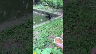 The puzzling behavior of two crows59 crows shorts funny birds [upl. by Fu973]