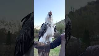 Vulture swallows big bone whole 😳🤯  🎥 Viralhog [upl. by Omocaig]