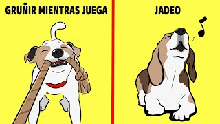 10 Sonidos De Perros Y Su Significado Finalmente Explicados [upl. by Monahan]