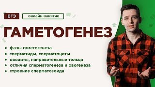 Гаметогенез  ЕГЭ Биология  Даниил Дарвин [upl. by Erasaec]