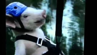 Geico pig quotpiggyquot zip line commercial [upl. by Peggie]