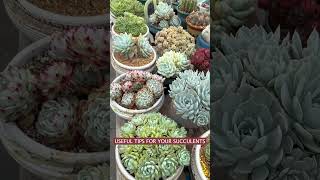 Useful tips for your succulents 🪴다육이들 plants suculentas [upl. by Calbert]