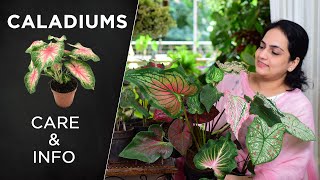 Caladium Plant Care amp Info  All you need to know indoorplants caladiums plantcare [upl. by Cappella331]