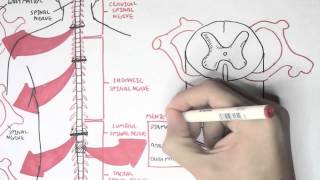 Neurology  Spinal Cord Introduction [upl. by Dorita]