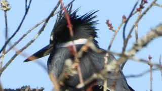 Nikon CoolPix P1000 Super Zoom in on a Belted Kingfisher 4K30 [upl. by Davide]