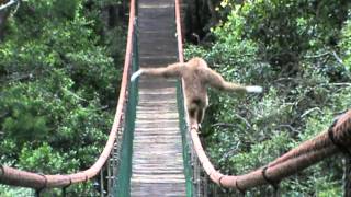 Gibbon on the Monkeyland bridge [upl. by Isador]