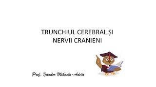 TRUNCHIUL CEREBRAL ȘI NERVII CRANIENI [upl. by Navek]