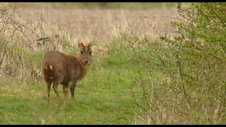 Muntjac deer at Harrington Airfield Northants [upl. by Werdn797]