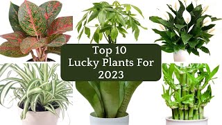 Top 10 Lucky Indoor Plants For 20232024 Fengshui Plants Lucky Houseplants For Health amp Prosperity [upl. by Ahen737]