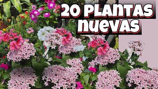 🌼COMPRÉ 20 PLANTAS DE FLOR PARA MI JARDÍNLiliana Muñoz [upl. by Sipple85]