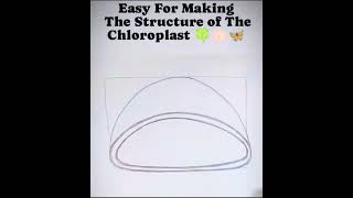 Chloroplast part1diagram science [upl. by Gelb]