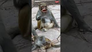 Angry Monkey Part 48 jokes funnyjokes funnyvideo shorts short shortsvideo youtubeshorts [upl. by Ahsenrac]