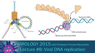 Virology 2015 Lecture 8 Viral DNA Replication [upl. by Pegasus]