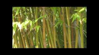 How to Grow quotGraceful Bambooquot Bambusa Gracilis  A Small Caned Clumping Bamboo  HD [upl. by Notsae763]