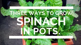 Growing Spinach and Silverbeet in pots 3 ways [upl. by Einnep681]