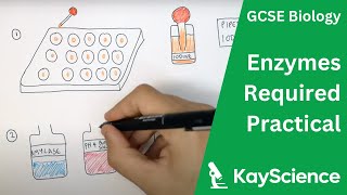 Enzymes Required Practical  GCSE Biology  kaysciencecom [upl. by Adnirolc]