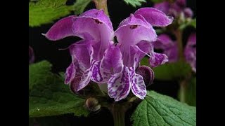 Яснотка Lamium Garden flowers237 Декоративные растения [upl. by Lesser321]