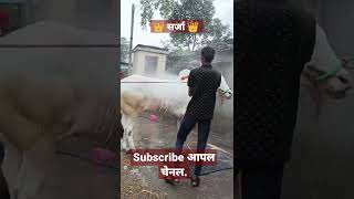 ❄️ सर्जा ❄️ संतोष व ओम जमबुरे यांचा लाडका बैल  बैलपोळास्टेटस [upl. by Armmat]