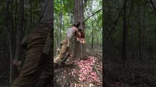 Chopping down Behemoth Tree🌲🪓 cabin logger woodworking logcabin axe bushcraft survival [upl. by Anirba]