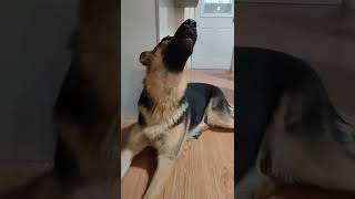 howling German shepherd puppy [upl. by Buseck]