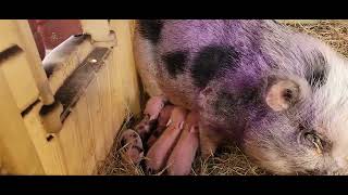 Baby Piglets just born yesterday [upl. by Aileme]