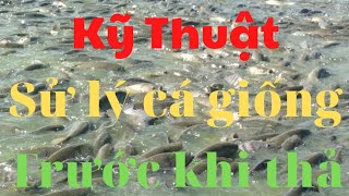 kỹ thuật sử lý cá giống trước khi thả  thả cá giống đúng cách hiệu quả [upl. by Lafleur]