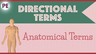 Anatomical Terms Directional Terms Anatomy [upl. by Enale]