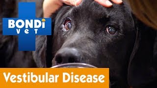 How To Treat Your Dog From Vestibular Disease  Pet Health [upl. by Euqinmod661]