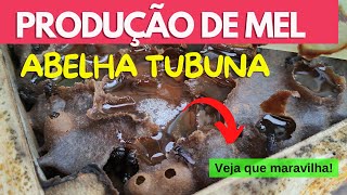 Mel de TUBUNA Abelha Sem Ferrão excelente para produção de mel Scaptotrigona bipunctata [upl. by Figone]