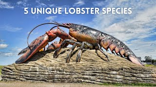 Discovering 5 Unique Lobster Species [upl. by Petua]