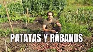 PATATAS y RÁBANOS siembra y cosecha [upl. by Auot788]