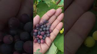 फालसा  Phalsa  Indian Sherbet Berry  बहुत है उपयोगी  Phalsa is very good for your health 🌱 [upl. by Elleirua]