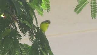 Quick Look at a YellowFronted Canary [upl. by Artimid]