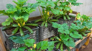 Garden  Why is it so easy to grow zucchini Discover how to grow zucchini at home [upl. by Attiuqal]