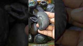 Shaligram  sri devi shaligram shila gandaki river shaligram 💐💐 shorts short shortsfeed [upl. by Leodora]