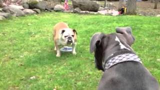 Pitbull vs Bulldog [upl. by Brightman60]