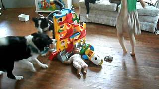 border collies herding kids [upl. by Eitak]