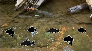 STOCKING My BACKYARD CREEK W BIG FISH part 1 [upl. by Atikahs]