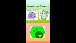 cytoplasmThe important fluid of the cell  Cytosol mdcat olevel [upl. by Hackney]