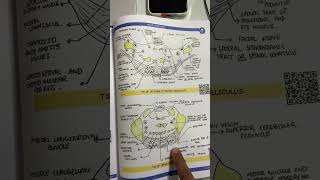 Neuroanatomy anatomy in 7 day By Johari MBBS mbbs anatomy [upl. by Ajiak]