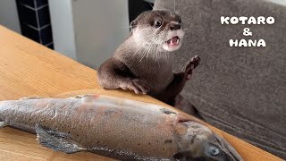 カワウソに巨大ヤマメをあげたら大変なことに！ Otter Goes Piranha Mode Over Large Salmon [upl. by Aehtla]