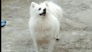 Indian Spitz dog barking loudly dog barking Indian Spitz dog loudly barking [upl. by Aicirtac318]