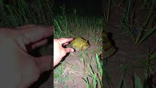 Pem Pem catch frogs funny amazing  hahaha funny frog  double frogs are toad funny  Funny Frogs [upl. by Deragon]