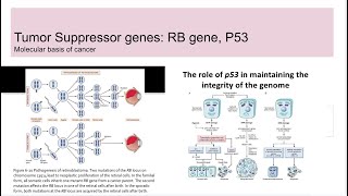 Tumor suppressor genes RB gene and p53 [upl. by Marcin]