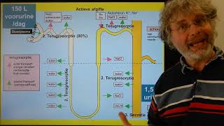 Biologie VWO BB Nieren en urinewegen [upl. by Downey]