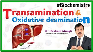 Transamination and oxidative deamination Animation  Biochemistry by Dr Prakash Mungli [upl. by Ideih37]